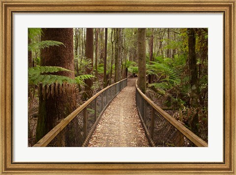 Framed Tall Trees Walk, Mount Field National Park, Tasmania, Australia Print