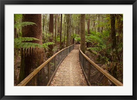 Framed Tall Trees Walk, Mount Field National Park, Tasmania, Australia Print