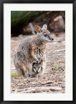 Framed Tammar wallaby wildlife, Australia Print