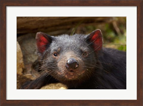 Framed Tasmanian Devil wildlife, Southern Tasmania, Australia Print