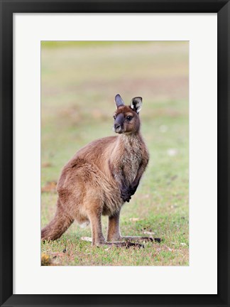 Framed Western grey kangaroo, Australia Print