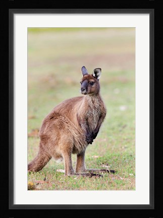 Framed Western grey kangaroo, Australia Print