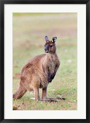 Framed Western grey kangaroo, Australia Print