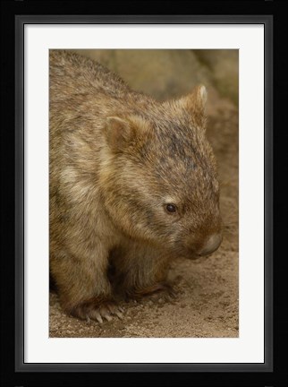 Framed Common Wombat, Marsupial, Australia Print