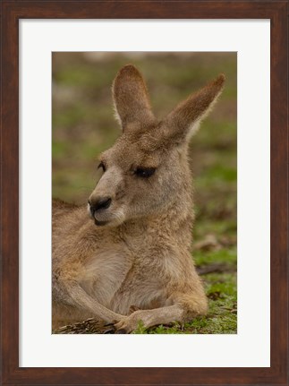 Framed Eastern Grey Kangaroo resting, Queensland, Australia Print