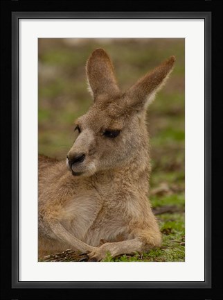 Framed Eastern Grey Kangaroo resting, Queensland, Australia Print