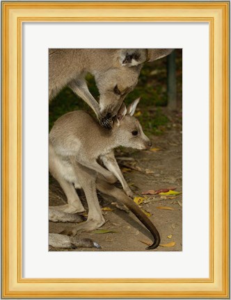 Framed Eastern Grey Kangaroo with baby, Queensland AUSTRALIA Print