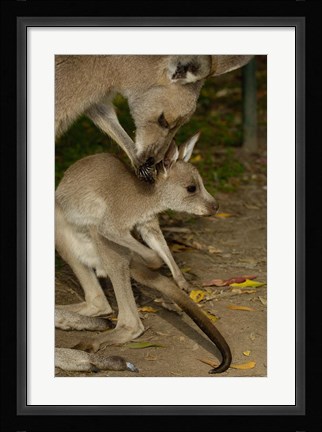 Framed Eastern Grey Kangaroo with baby, Queensland AUSTRALIA Print