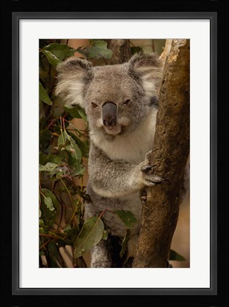 Framed Koala bear, Lone Pine Koala Sanctuary, AUSTRALIA Print