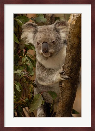 Framed Koala bear, Lone Pine Koala Sanctuary, AUSTRALIA Print
