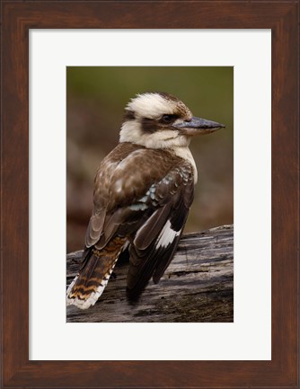 Framed Laughing kookaburra bird, Stradbroke Island, Australia Print