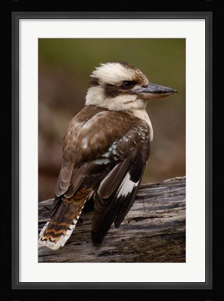 Framed Laughing kookaburra bird, Stradbroke Island, Australia Print