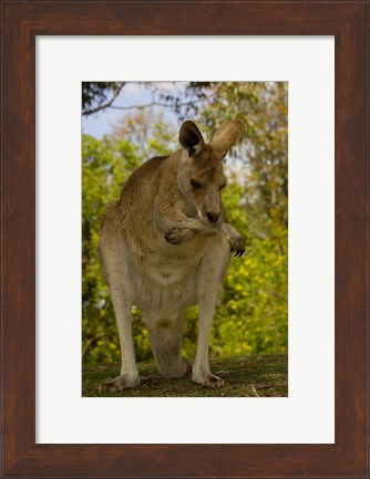Framed Preening Eastern Grey Kangaroo, Queensland AUSTRALIA Print