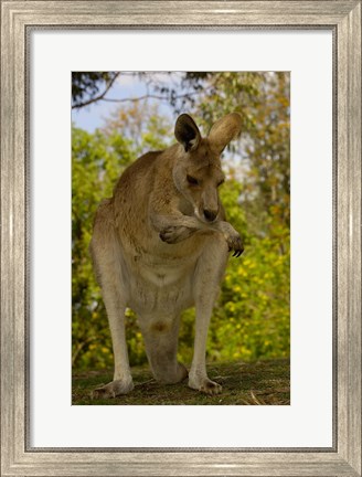 Framed Preening Eastern Grey Kangaroo, Queensland AUSTRALIA Print