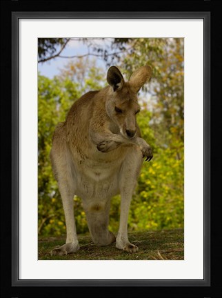 Framed Preening Eastern Grey Kangaroo, Queensland AUSTRALIA Print