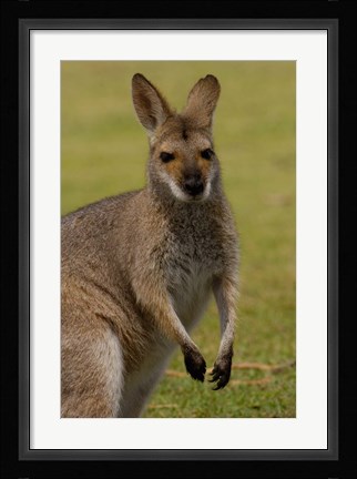 Framed Pretty-faced Wallaby wildlife, AUSTRALIA Print