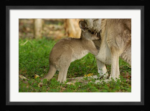 Framed Australia, Queensland, Eastern Grey Kangaroo and joey Print