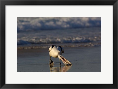 Framed Australian pelican bird, Stradbroke Island, Australia Print