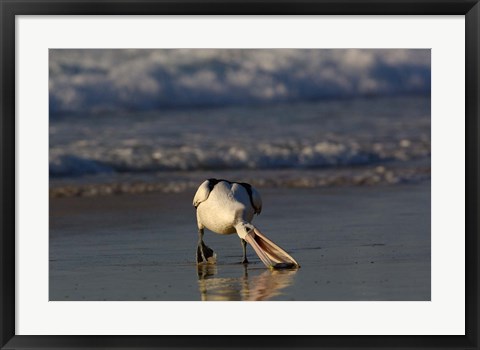 Framed Australian pelican bird, Stradbroke Island, Australia Print