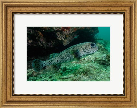 Framed Black-spotted Porcupinefish, North Stradbroke, Australia Print