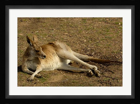 Framed Eastern Grey Kangaroo, Queensland AUSTRALIA Print