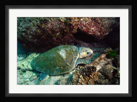 Framed Loggerhead Turtle, Stradbroke Queensland, Australia Print