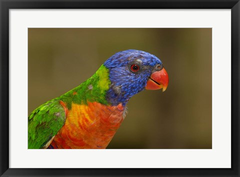 Framed Rainbow Lorikeet bird, Queensland AUSTRALIA Print