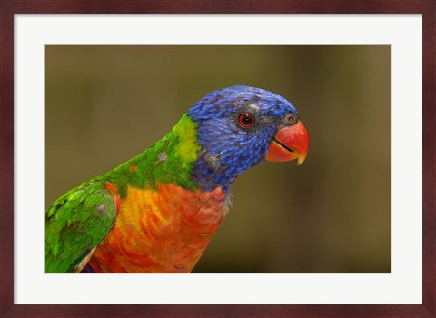 Framed Rainbow Lorikeet bird, Queensland AUSTRALIA Print