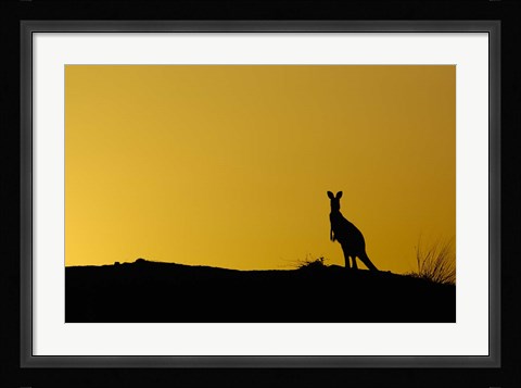 Framed Silhouette of Kangaroo, Australia Print