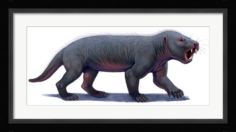 Framed Kayentatherium, a Mammal-like Tritylodont of the Jurassic Period Print