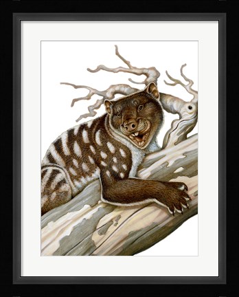 Framed Thylacoleo, a Marsupial Lion from the Pleistocene Age Print