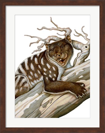 Framed Thylacoleo, a Marsupial Lion from the Pleistocene Age Print