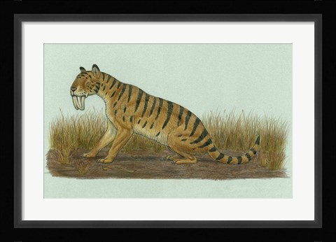 Framed Thylacosmilus Atrox Print
