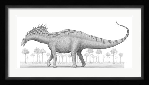 Framed Amargasaurus Cazaui Dinosaur from the Early Cretaceous Period Print