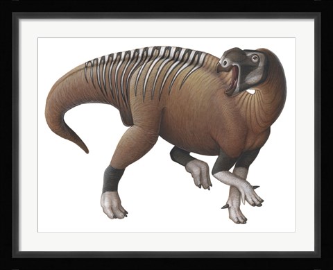 Framed Muttaburrasaurus Dinosaur from the Early Cretaceous Period Print
