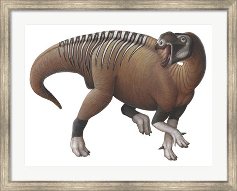 Framed Muttaburrasaurus Dinosaur from the Early Cretaceous Period Print