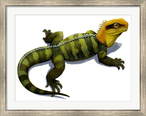 Framed Clevosaurus Print