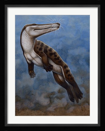 Framed Ambulocetus Natans Print