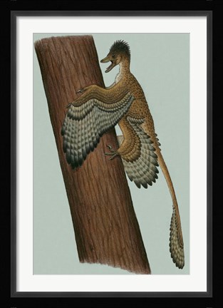 Framed Microraptor Gui Print