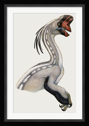 Framed Oviraptor, a Small Dinosaur that Lived During the Cretaceous period Print