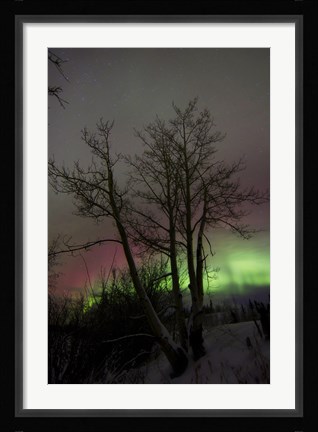 Framed Aurora Borealis with Tree, Twin Lakes, Yukon, Canada Print