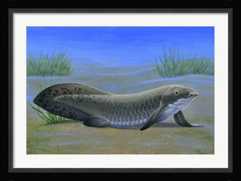 Framed Ceratodus Print