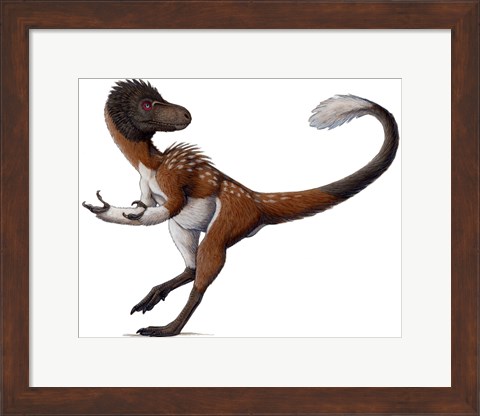 Framed Dilong Paradoxus All Fluffed up and Feeling Sassy Print