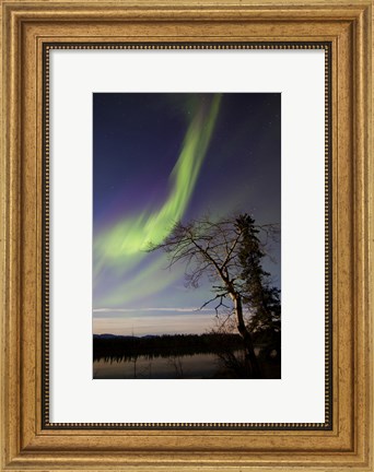 Framed Aurora Borealis over the Yukon River, Whitehorse, Canada Print