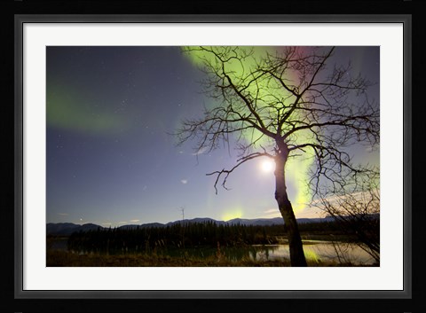 Framed Aurora Borealis with Tree and Pleiades, Yukon, Canada Print