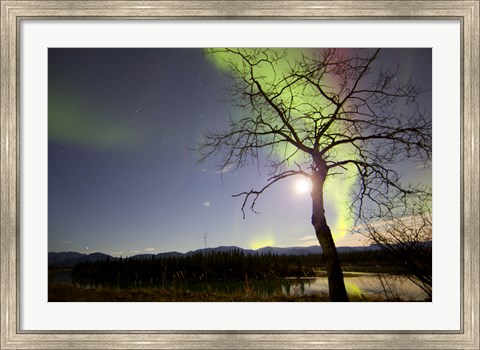 Framed Aurora Borealis with Tree and Pleiades, Yukon, Canada Print