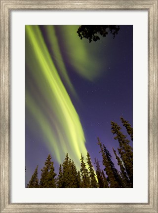 Framed Aurora Borealis with Trees, Whitehorse, Canada Print