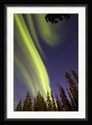 Framed Aurora Borealis with Trees, Whitehorse, Canada Print