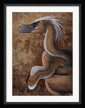 Framed Velociraptor, a Dromaeosaurid dinosaur of the Cretaceous Period Print