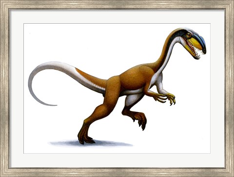 Framed Megapnosaurus Print